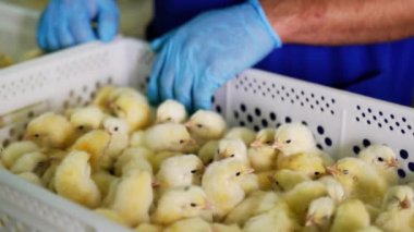 Kümes hayvanları fabrikası işçisi plastik kutudaki piliçleri kontrol ediyor. Taşıyıcıda sarı kümes hayvanı yavrusu muayenesi. Kapat..