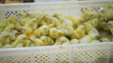 Sarı civcivlerle dolu plastik kutularla taşıma hattı. Kümes hayvanları fabrikasında tavuk yavruları..