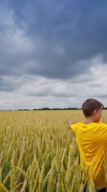 Tarım arazisindeki küçük çocuk. Mutlu çocuk etrafta dönüyor ve tarlalarda saklanıyor. Bulutlu gökyüzünün altındaki sarı alanda tatlı bir çocuk. Dikey video