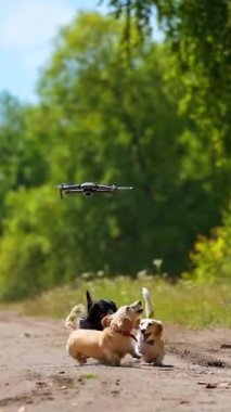 Dışarıda oynayan üç köpek. Yukarıya bakıyor ve ileriye koşuyor. Dronu ya da kuadrokopteri yakalamaya çalışıyorum. Doğa geçmişi. Küçük cinsler. Şirin köpeklerin videosu. Dikey video