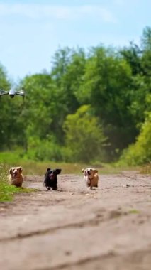 Koşan köpekler ve drone. Kırsal kesimde komik hayvanlar yolda koşar. Drone güneşli bir yaz gününde evcil hayvanlara eşlik eder. Dikey video