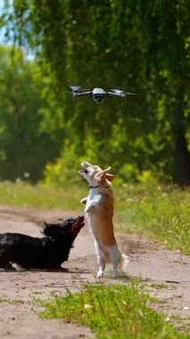 Doğaya atlayan iki köpek. Yavru köpekler dron yakalamaya çalışıyor. Güneşli bir günde video. Dikey video