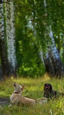 Ormanda bakımlı köpekler. Aktif hayvanlar yazın güzel doğada çimenlerde oynuyorlar. Evcil hayvanlar dışarıda yürüyor. Dikey video