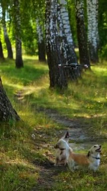 Dışarıda kuadrokopterle oynayan üç köpek. Ağaçların olduğu park yeri. Güneşli bir gün ve yeşil çimenler. Köpeklerin oynadığı video. Dikey video