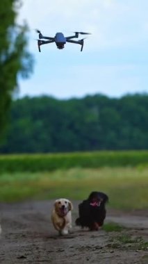 Doğanın aktif köpekleri. Bir grup köpek yazın ormanın yakınında yolda koşuyor. Mutlu hayvanlar dışarıda oynar. Dikey video