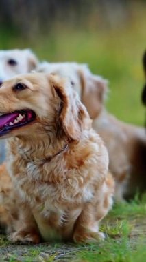 Dachshundların portresi. Sıcak yaz gününde yeşil çimlerin üzerinde oturan sevimli köpekler. Evcil hayvanlar doğanın içinde dinleniyor. Dikey video