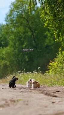 Komik dachshundlar ve drone. Yeşil doğa arka planında koşan ve zıplayan eğlenceli köpekler. Mutlu evcil hayvanlar dışarıda yürüyor ve uçan drona havlıyor. Dikey video