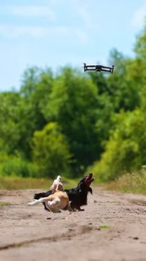 Evcil hayvanlar konsepti. Küçük köpekler dışarıda dronla oynuyorlar. Komik köpeklerin oynadığı bir video. Yaz doğası geçmişi. Dikey video