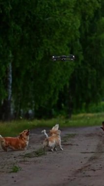 Dışarıda Dron 'la oynayan dört köpek. Doğada yaşayan mutlu köpekler. Küçük cinsler. Dronu ya da kuadrokopteri yakalamaya çalışıyorum. Doğa geçmişi. Küçük köpeklerin videosu. Dikey video