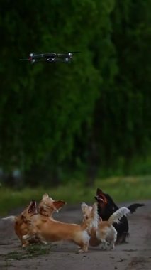 Dışarıda güzel köpekler var. Evcil hayvanlar yeşil arka planda evcil hayvanların üzerinde uçan insansız hava aracına havlıyor. Dikey video