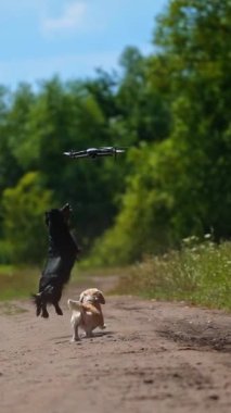 Dışarıda oynak köpekler var. Komik köpekler yaz mevsiminde yeşil doğa arka planında uçan insansız hava aracına ve bir grup evcil hayvana atlayıp kaçarlar. Dikey video