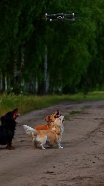 Soylu köpekler ve drone. Bir grup sevimli dachshundlar kırsal alanda yürüyor ve kafalarının üstünde drone 'a havlıyorlar. Dikey video