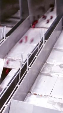 Fabrikada böğürtlen ayıklama. Böğürtlenlerin özel makinelerle sıralanması Dikey video