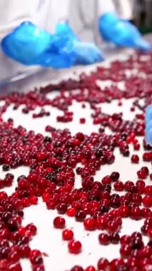 Cherry sıralama aşamasında. Islak taşıma bandındaki kırmızı kirazlar ambalaj deposunda dikey videoda