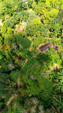 Sri Lanka 'daki yemyeşil hava manzarası. Sri Lanka 'daki bu canlı tropikal manzara yoğun bitki örtüsü, palmiye ağaçları ve doğaya yuva yapmış bir kır evini sergiliyor..