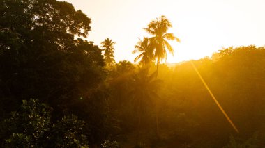 Sri Lanka palmiyelerinin üzerinde altın gün doğumu. Canlı bir gün doğumu Sri Lanka 'daki palmiye ağaçlarını aydınlatarak sabahın erken saatlerinde sakin ve tropikal bir atmosfer yaratır..