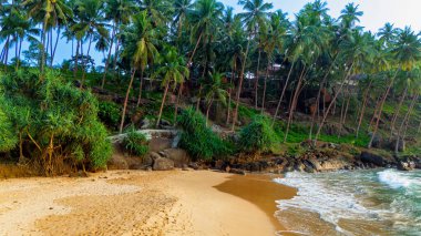 Palmiye ağaçları olan huzurlu Sri Lanka plajı. Sri Lanka 'da huzurlu bir sahil altın kumlar, yumuşak dalgalar ve açık gökyüzünün altında yükselen palmiye ağaçları var..