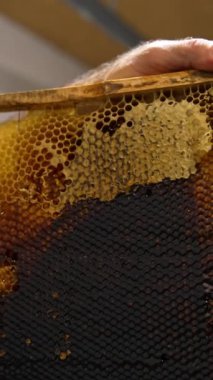 Koyu renkli bal petekleri erkek arı yetiştiricisinin elinde. İnsan bal çerçevesinin hücrelerini açmak için bıçak kullanır. Kapatın. Dikey video