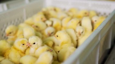 Birçok sarı civciv beyaz plastik kutuya konuldu. Kapatın. Fabrikada kümes hayvanı yetiştiriyorum..