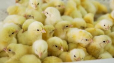 Güzel sarı tüylü civcivler bir araya toplanıyor. Birkaç günlük kümes hayvanlarının yakın görüntüsü. Kümes hayvanları işi..