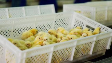 Plastik kutuda hareket eden sevimli sarı piliçler. Fabrikada kümes hayvanı yetiştiriyorum. Kapat.