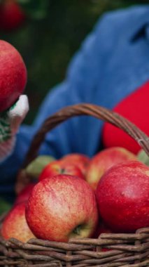 Güzel kırmızı sulu olgun elmalar sepetin içine toplanmış. Elinde sepetle organik meyveye bakan tanınmamış bir kadın. Kapatın. Arkaplan bulanık. Dikey video