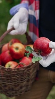 Kareli gömlekli, elinde elma sepeti olan tanınmamış bir adam. Eldivenli erkek çiftçi elmaları alıp kameraya yaklaştırıyor. Dikey video