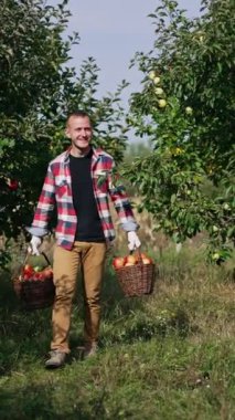 Gülümseyen erkek çiftçi iki sepet dolusu elma taşıyor. Adam dinlenmek için sepetleri yere bırakır. Meyve bahçesi arkaplanı. Dikey video