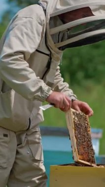 Erkek arı yetiştiricisi çerçeveyi ahşap arı kovanına yerleştiriyor. Arı çiftçisi başka bir çerçeve çıkarmak için metal enstrüman kullanıyor. Dikey video