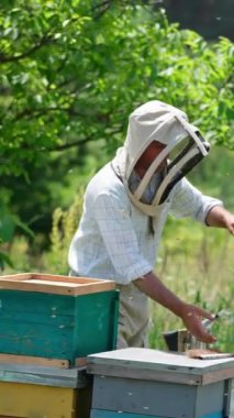 Arı kovanına sahip kırsal arılar doğa arka planında. Erkek arı yetiştiricisi arıları çerçeveden çıkarıp kovanına koyuyor. Dikey video