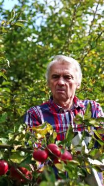 Çiftçi ağacın yüksek dallarından olgun elma topluyor. Yetişkin, gri saçlı bir adam merdivende dikiliyor ve hasat topluyor. Dikey video