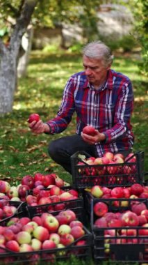 Bahçeden toplanan kırmızı elmalarla dolu kutular. Kutularda meyve toplamakla meşgul bir çiftçi. Meyve bahçesi arka planı. Dikey video