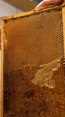 Ağır ahşap bir çerçeve tutan erkek apikürcü. Apiarist mühürlü hücreleri açmak için elektrikli bıçak kullanır. Düşük açı. Dikey video