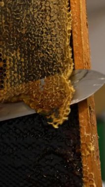 Apiarist, balmumunun üst katmanını mühürlü hücrelerden soyuyor. Erkek el bir çerçeve tutuyor ve çıkarmak için balmumu tarakları çıkarıyor. Dikey video
