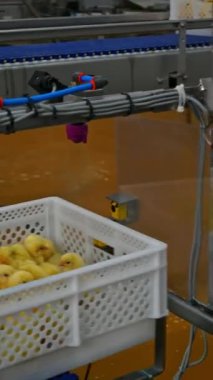 İlaçlar küçük piliçleri otomatik olarak spreyliyor. İçinde yeni doğmuş tavukların bulunduğu plastik konteyner taşıyıcı hat üzerinde hareket ediyor ve özel bir teknikle aşılanıyor. Dikey video