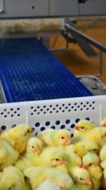 Konveyör hattında hareket eden tavuklu kutular. Çekmecelerdeki piliçler otomatik ekipmanla aşı yapıyorlar. Modern kümes hayvanları fabrikası. Dikey video