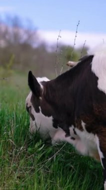 Buzağı otlanıyor. Siyah ve beyaz inek bahar günü çayırlarda otluyor. Doğa arka planında evcil bir hayvan. Dikey video