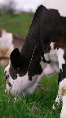 Beyaz ve siyah inek yeşil ot yiyor. Genç inek kırsalda bir çayırda otluyor. Buzağı sahada. Yakın plan. Dikey video