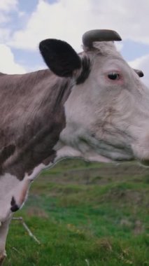 Tarlada süt ineği. Güzel azgın inek kameraya bakıyor. Yazın gökyüzü arka planında duran beyaz ve kahverengi süt ineği. Dikey video