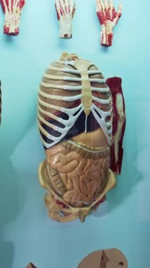 İç organların yapay modeli. Vücudunun anatomik modeli. Tıbbi hayalet. İç organ mankeni. Yakın plan. Dikey video