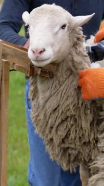 Shearing machine cutting wool of a sheep. Farmer shearing sheep with electric clipper outdoors. A beautiful sheep standing calmly on a farm. Vertical video