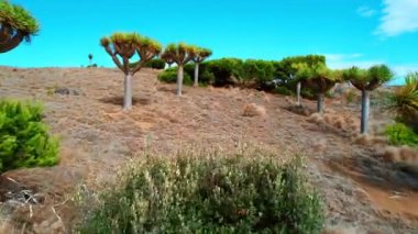 Dracaena Draco ağaçları ve çalılarıyla kuru arazinin üzerinde uçmak. Madeira adalarının alışılmadık doğası, Portekiz.