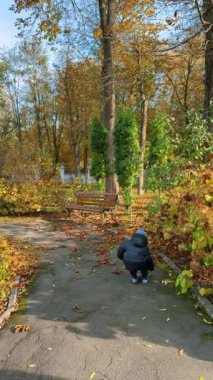 Parktaki yapraklar sonbaharda renk değiştirir. Sonbaharda doğada güneşli bir gün. Dikey video.