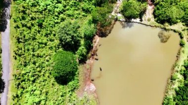 Güneşli bir günde bazı boğalar kıyıya yakın suda durur. Tropik bir orman ve Sri Lanka 'da bir göl. Üst görünüm.