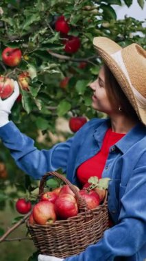 Genç kadın çiftçi bahçesindeki meyve hasadından memnun. Şapkalı ve eldivenli kadın ellerindeki sepetin içinde elma topluyor. Dikey video