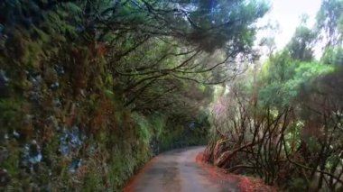 Parktaki ara sokakta, duvarda bitkilerle kaplıydı. Eğik ağaçlar yolun her iki tarafında yetişir. Madeira, Portekiz doğası.