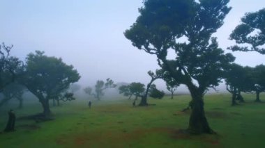 Portekiz 'in Madeira kentindeki Laurisilva Ormanı' nda ağaçların arasında çok az insan yürür. Yağmurlu bir günde mistik bir yer.