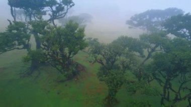 Portekiz 'in Madeira bölgesindeki Fanal Ormanı' ndaki defne ağaçlarının üzerinde görüntüler var. Siste ağaçların arasında çok az insan yürür..
