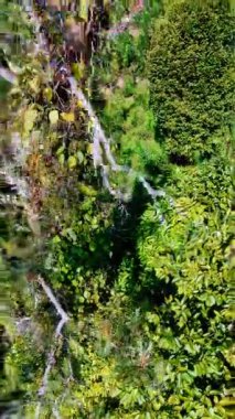 Ağaçların arasında büyüyen yüksek ağaç boyunca yükseliyor. İHA görüntülerinden Sri Lanka 'lı Flora. Dikey video.