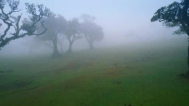 Doğa manzarasını kaplayan kalın siste ilerliyoruz. Portekiz, Madeira 'daki gizemli Fanal Ormanı.